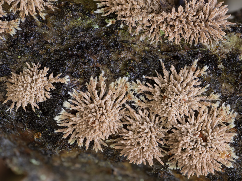 Hypoxylon howeanum